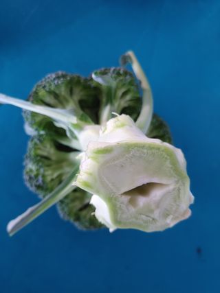 KJH님의 기타작물 · 병해충상담 작성글 사진