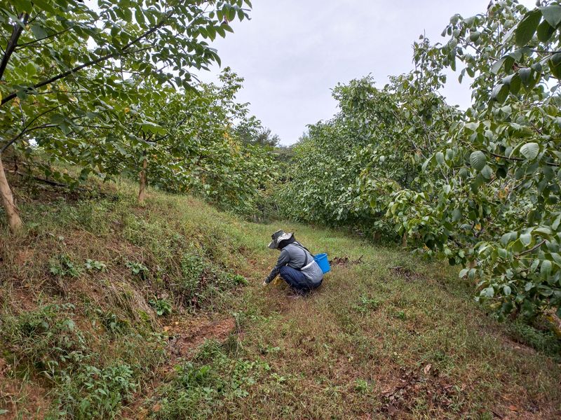 최주현님의 장터 판매 상품 [국산호두 1kg 25,000원] 첨부 사진