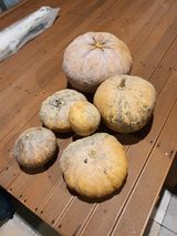 팜모닝 토마토·일상 게시글 이미지