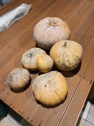 심수보 님의 토마토 · 일상 작성글 사진