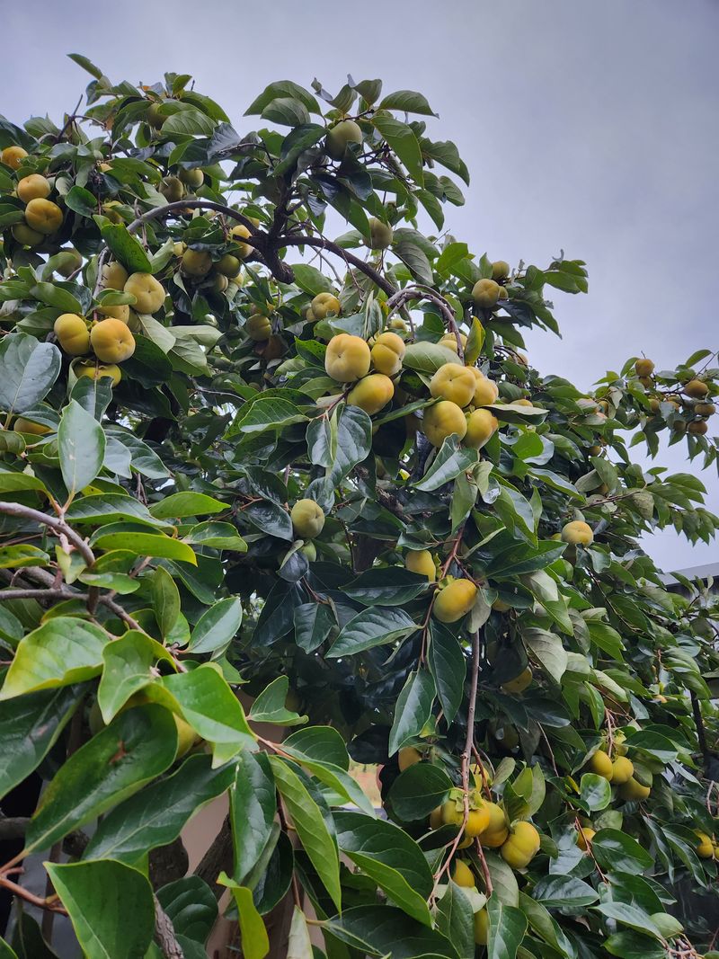 니호님의 장터 판매 상품 [차량단감 29000] 첨부 사진