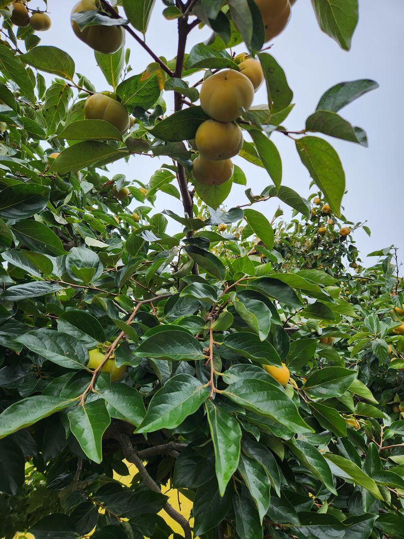 니호님의 장터 판매 상품 [차량단감 29000] 첨부 사진