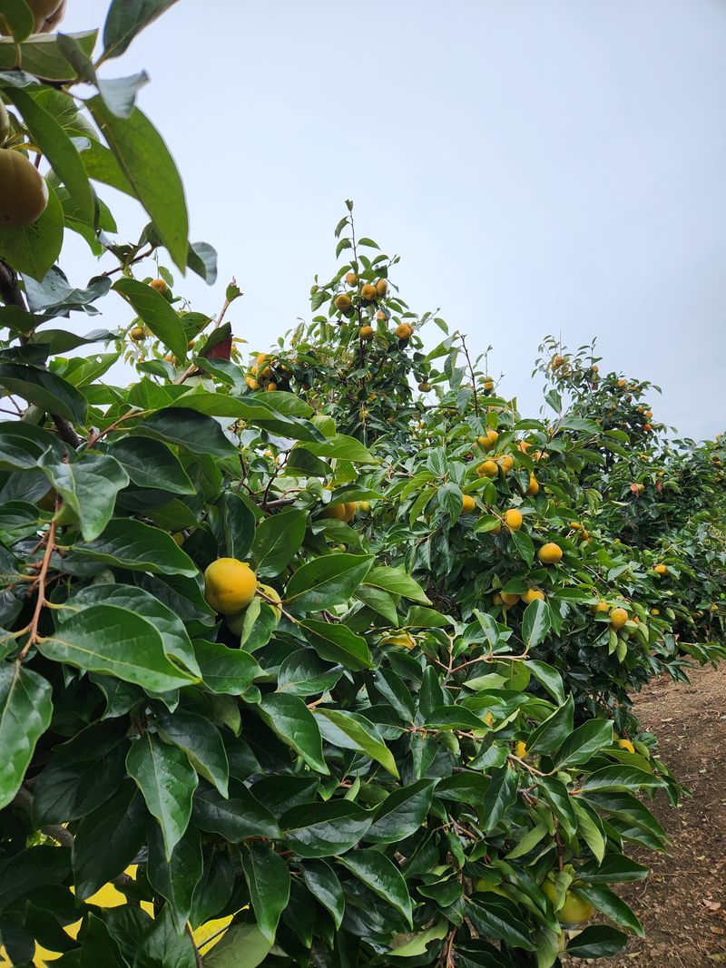 장터 상품 [차량단감 29000] 썸네일