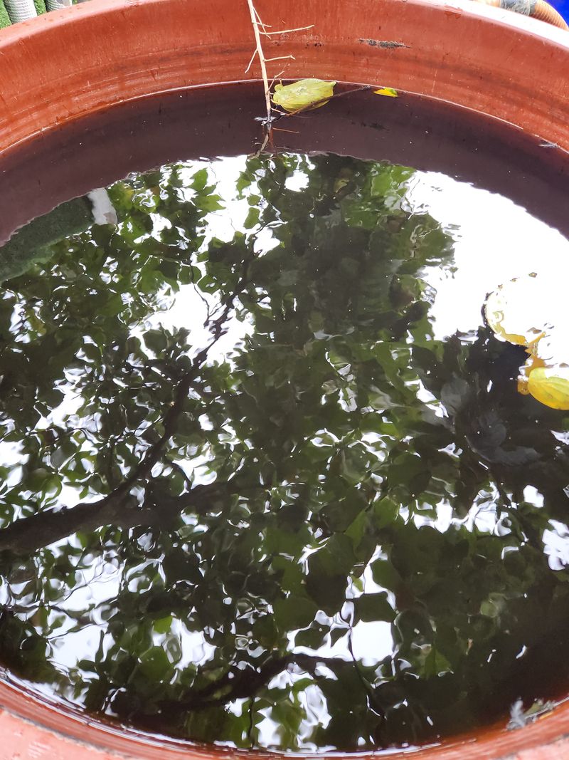 니호님의 장터 판매 상품 [차량단감 29000] 첨부 사진