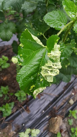 마커스님의 딸기 · 병해충상담 작성글 사진