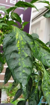 팜모닝 고추·병해충상담 게시글 이미지