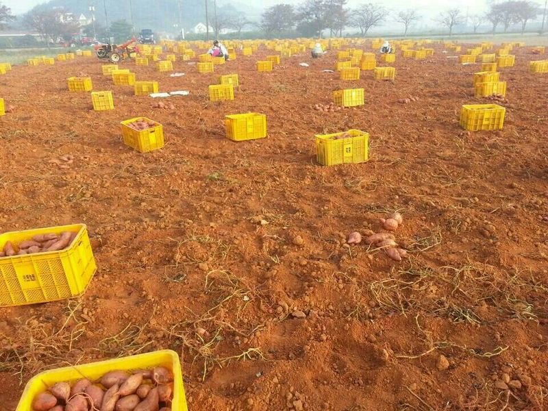 농촌의지킴님의 장터 판매 상품 [안면도 호박고구마 꿀고구마 5kg상품  22000원  중풍 5kg22000원] 첨부 사진