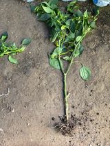 팜모닝 고추·병해충상담 게시글 이미지