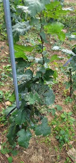 이재영님의 딸기 · 병해충상담 작성글 사진