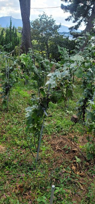 이재영님의 딸기 · 병해충상담 작성글 사진