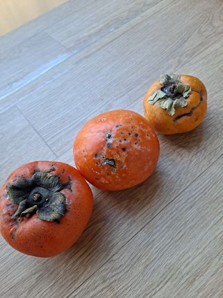 알 수 없음님의 감 · 병해충상담 작성글 사진