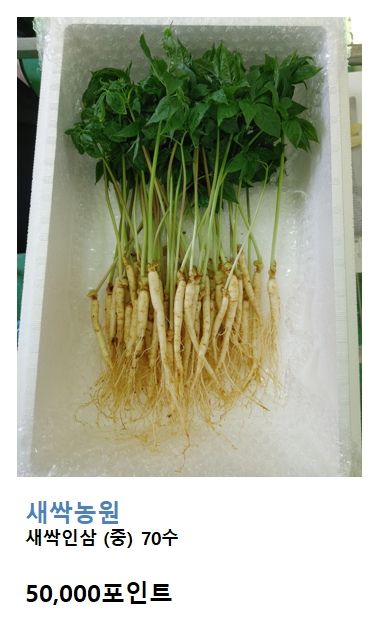 강진환님의 장터 판매 상품 [스테비아 새싹인삼 3만원,5만원] 첨부 사진
