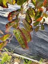 팜모닝 기타작물·병해충상담 게시글 이미지