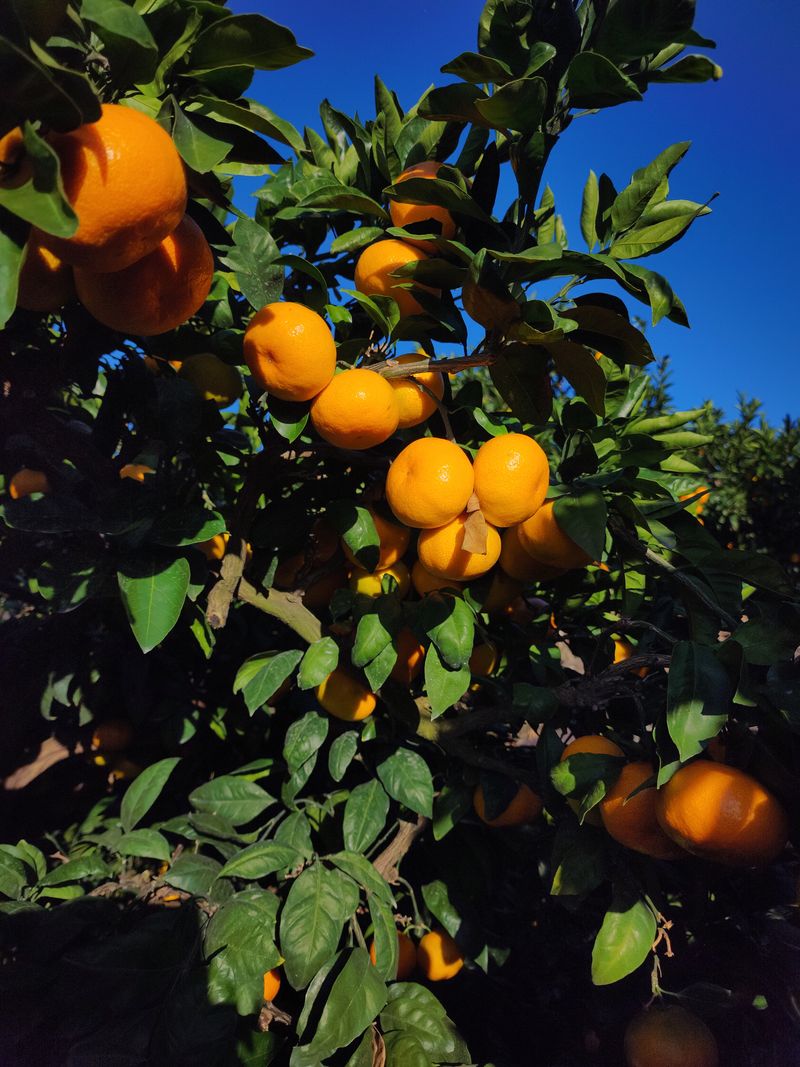 수림향(오시창)님의 장터 판매 상품 [극조생(히노이끼) 18,000원/10Kg(왕귤)] 첨부 사진