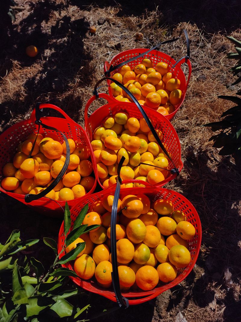 수림향(오시창)님의 장터 판매 상품 [극조생(히노이끼) 18,000원/10Kg(왕귤)] 첨부 사진