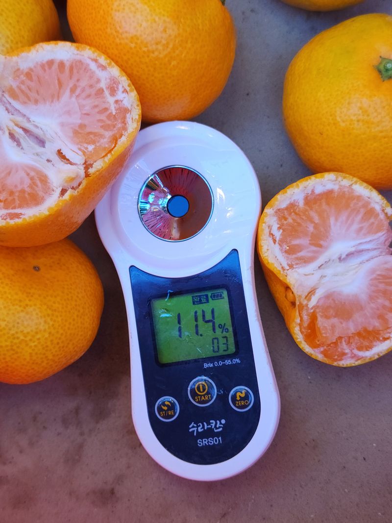 수림향(오시창)님의 장터 판매 상품 [극조생(히노이끼) 18,000원/10Kg(왕귤)] 첨부 사진