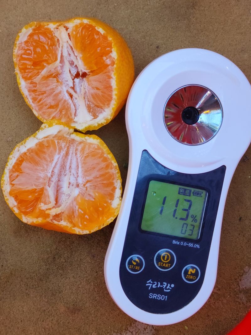 수림향(오시창)님의 장터 판매 상품 [극조생(히노이끼) 18,000원/10Kg(왕귤)] 첨부 사진