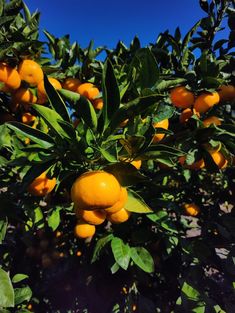 장터 상품 [극조생(히노이끼) 18,000원/10Kg(왕귤)] 썸네일