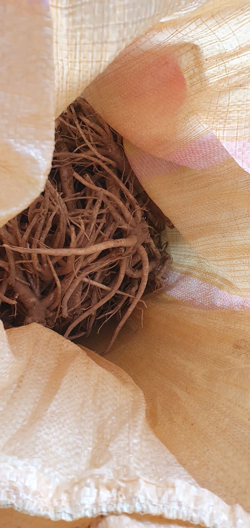 1.2.3.농원님의 장터 판매 상품 [슈퍼으뜸약도라지 9,000원/1kg] 첨부 사진