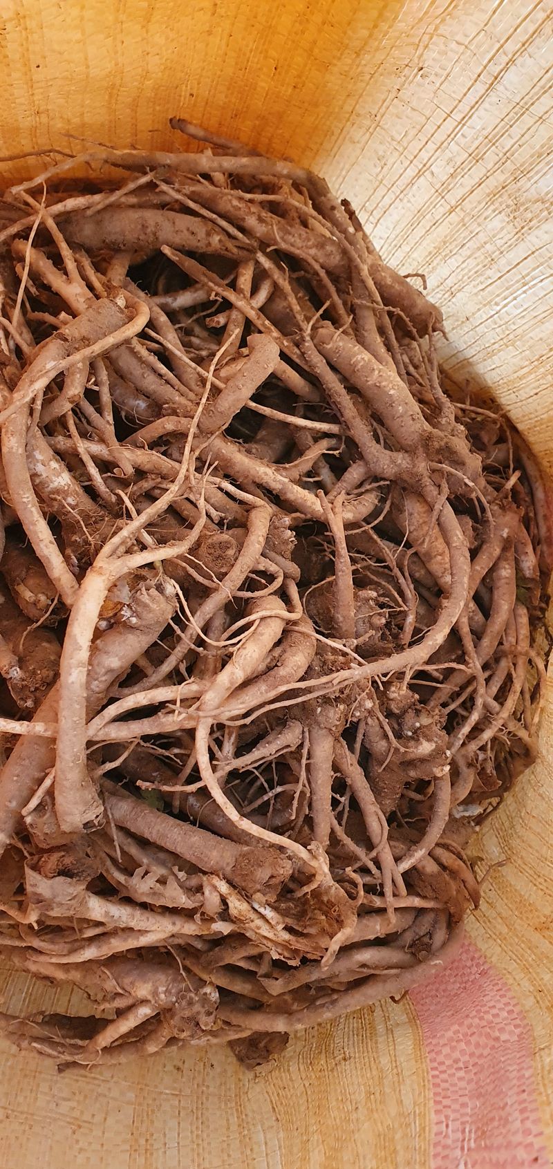 1.2.3.농원님의 장터 판매 상품 [슈퍼으뜸약도라지 9,000원/1kg] 첨부 사진