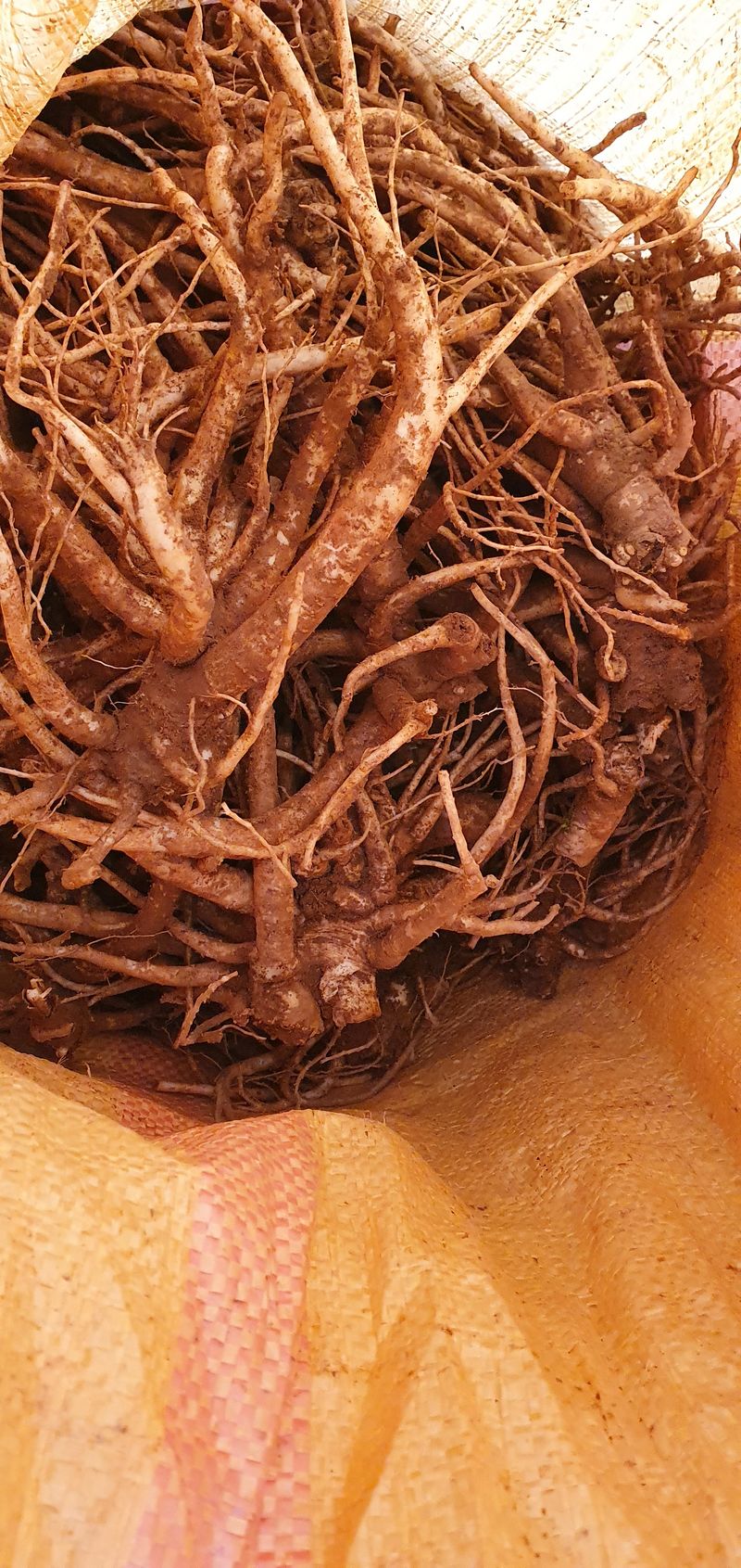 1.2.3.농원님의 장터 판매 상품 [슈퍼으뜸약도라지 9,000원/1kg] 첨부 사진