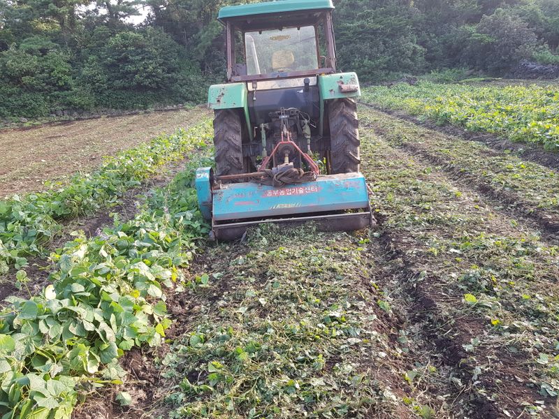 바당첨대님의 장터 판매 상품 [히카마(멕시코감자,얌빈) ] 첨부 사진