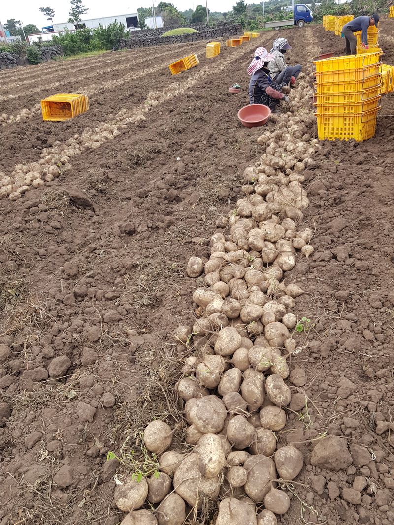 바당첨대님의 장터 판매 상품 [히카마(멕시코감자,얌빈) ] 첨부 사진