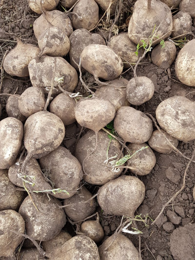 바당첨대님의 장터 판매 상품 [히카마(멕시코감자,얌빈) ] 첨부 사진