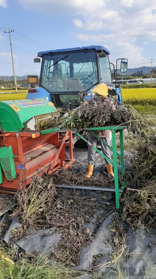 송광만님의 호박 · 자유게시판 작성글 사진