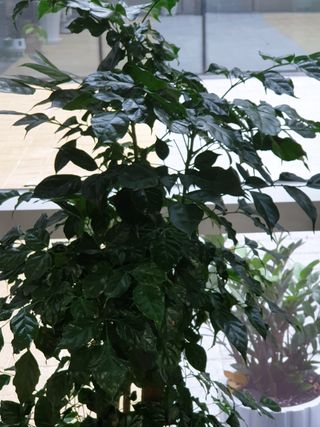 김용상님의 기타작물 · 병해충상담 작성글 사진