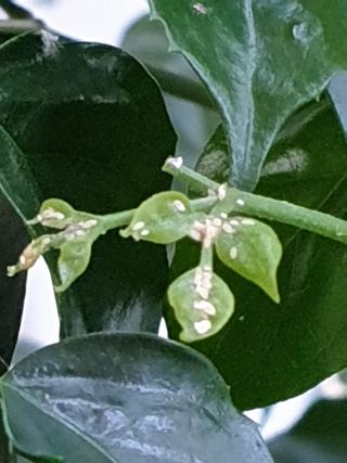 김용상님의 기타작물 · 병해충상담 작성글 사진