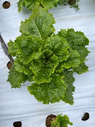 박천수님의 상추 · 병해충상담 작성글 사진