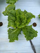 팜모닝 상추·병해충상담 게시글 이미지