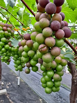 서희석님의 포도 · 병해충상담 작성글 사진