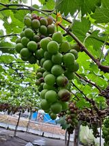 팜모닝 포도·병해충상담 게시글 이미지