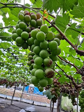 서희석님의 포도 · 병해충상담 작성글 사진