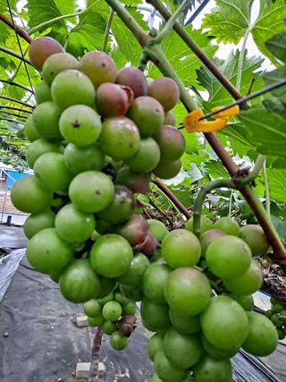 서희석님의 포도 · 병해충상담 작성글 사진