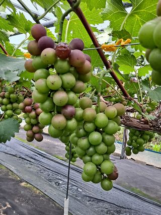 서희석님의 포도 · 병해충상담 작성글 사진