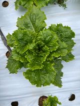 팜모닝 상추·병해충상담 게시글 이미지