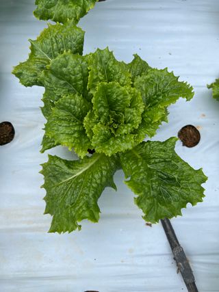 박천수님의 상추 · 병해충상담 작성글 사진