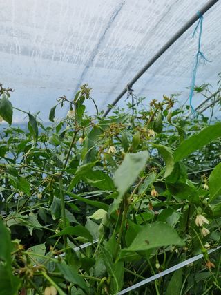 정융희님의 고추 · 병해충상담 작성글 사진