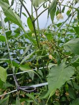 팜모닝 고추·병해충상담 게시글 이미지