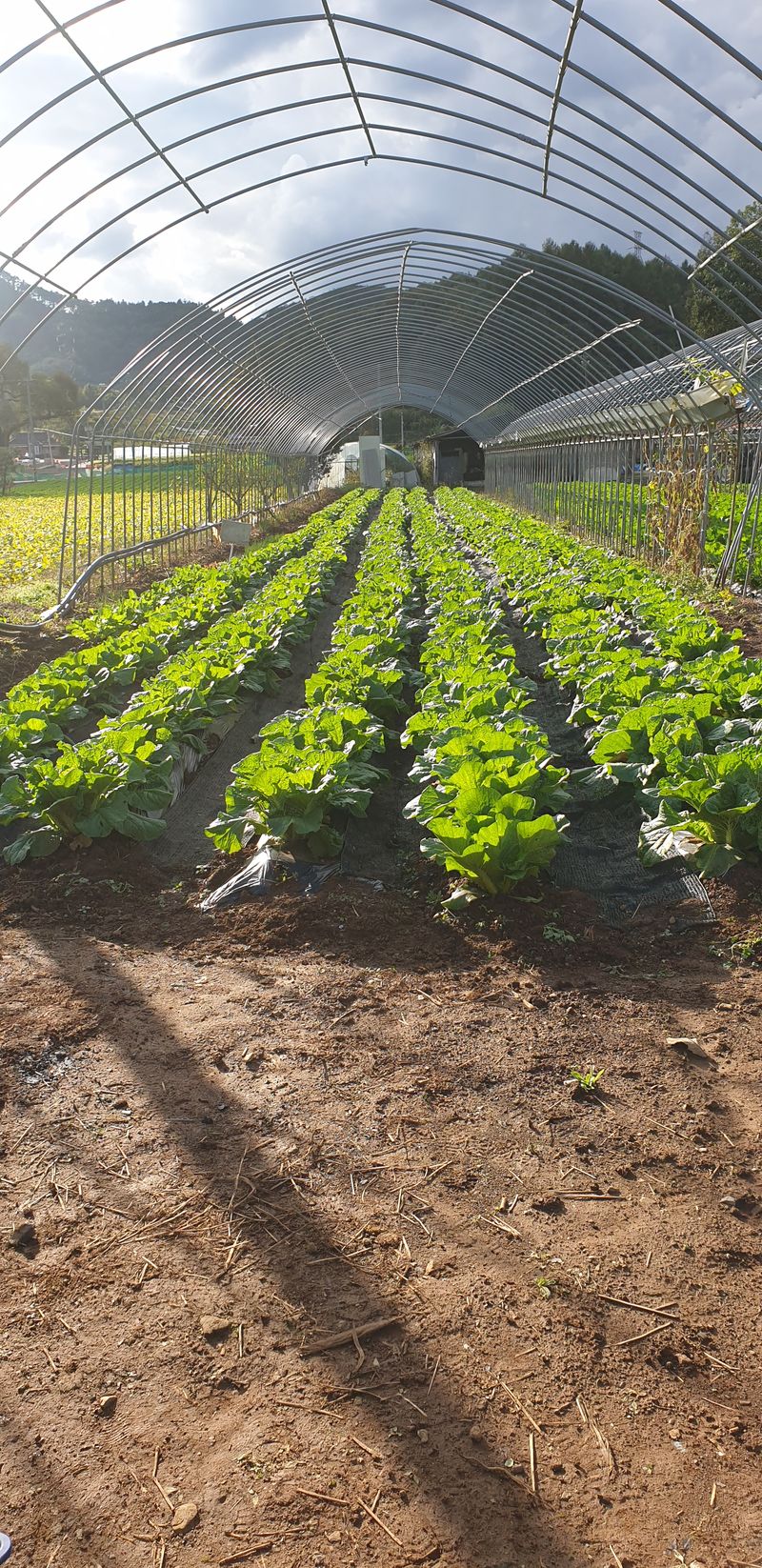 장터 상품 [김장배추 협의] 썸네일