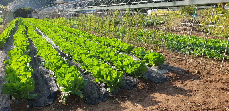 손민경님의 장터 판매 상품 [김장배추 협의] 첨부 사진