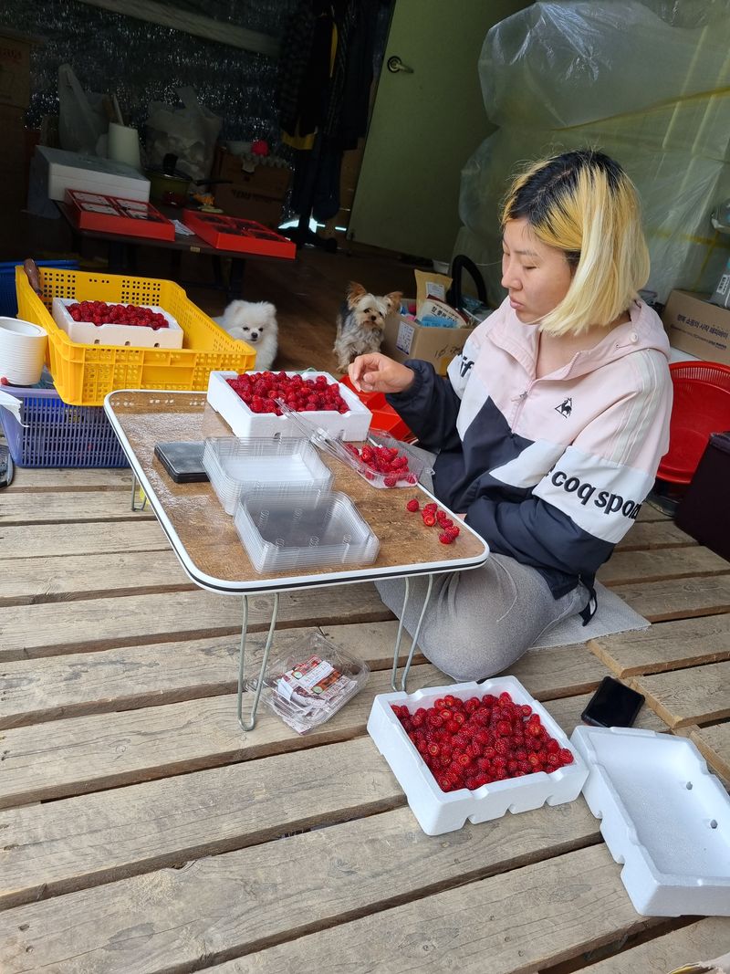 포미님의 장터 판매 상품 [산딸기잼 과 아로니아주스 잼 10,000  즙30,000] 첨부 사진