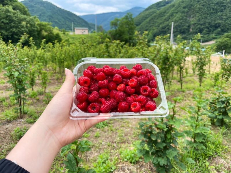 장터 상품 [산딸기잼 과 아로니아주스 잼 10,000  즙30,000] 썸네일