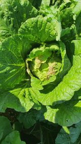 팜모닝 배추·병해충상담 게시글 이미지