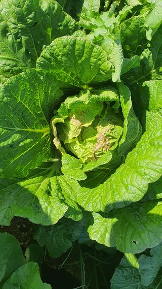 윤경식님의 배추 · 병해충상담 작성글 사진