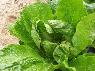 두릅밭님의 배추 · 병해충상담 작성글 사진