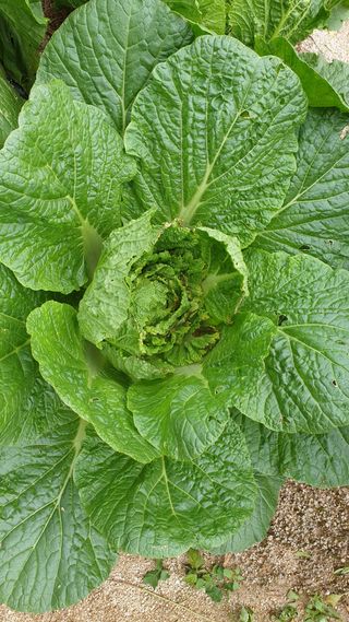 두릅밭님의 배추 · 병해충상담 작성글 사진